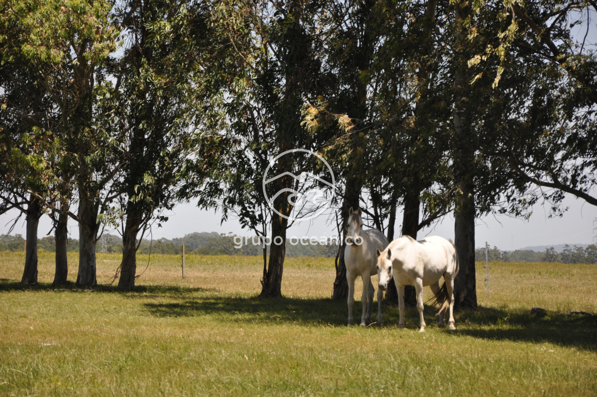 Chacra ID.9 - CHACRA 99 HECTÁREAS EN RINCÓN DE JOSÉ IGNACIO