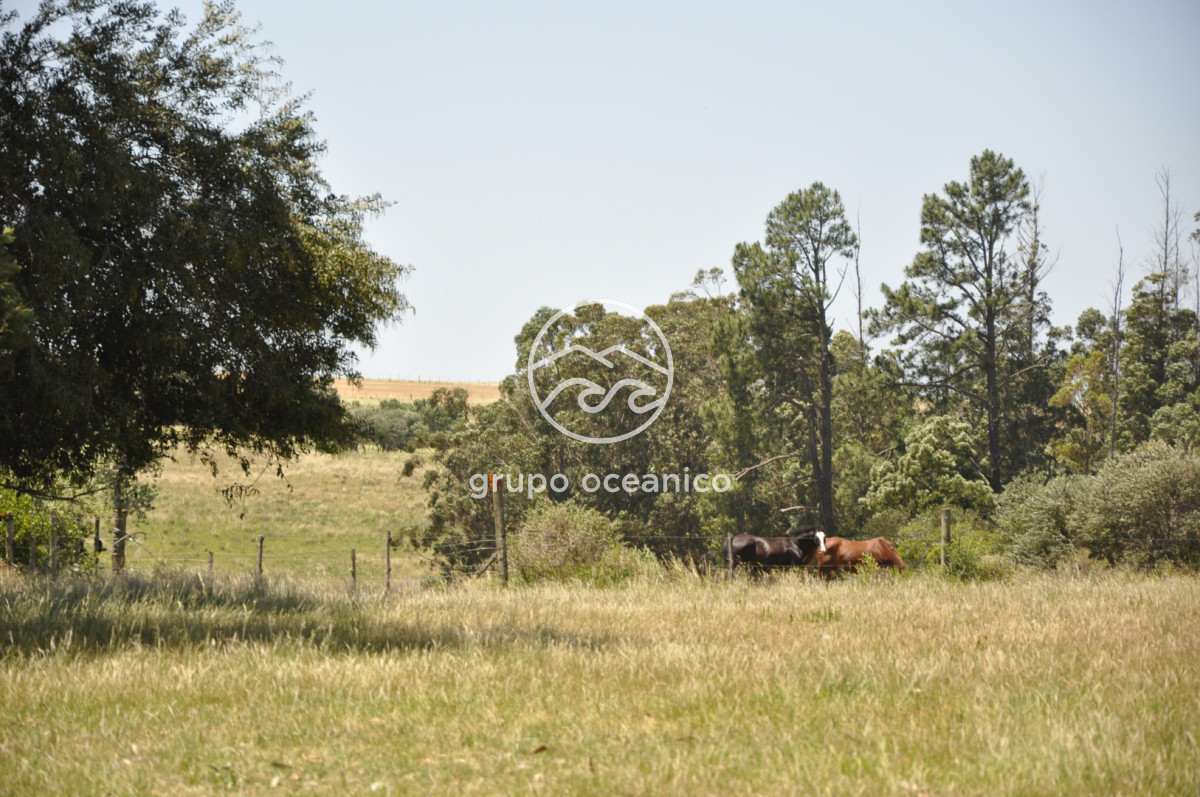 Chacra ID.9 - CHACRA 99 HECTÁREAS EN RINCÓN DE JOSÉ IGNACIO