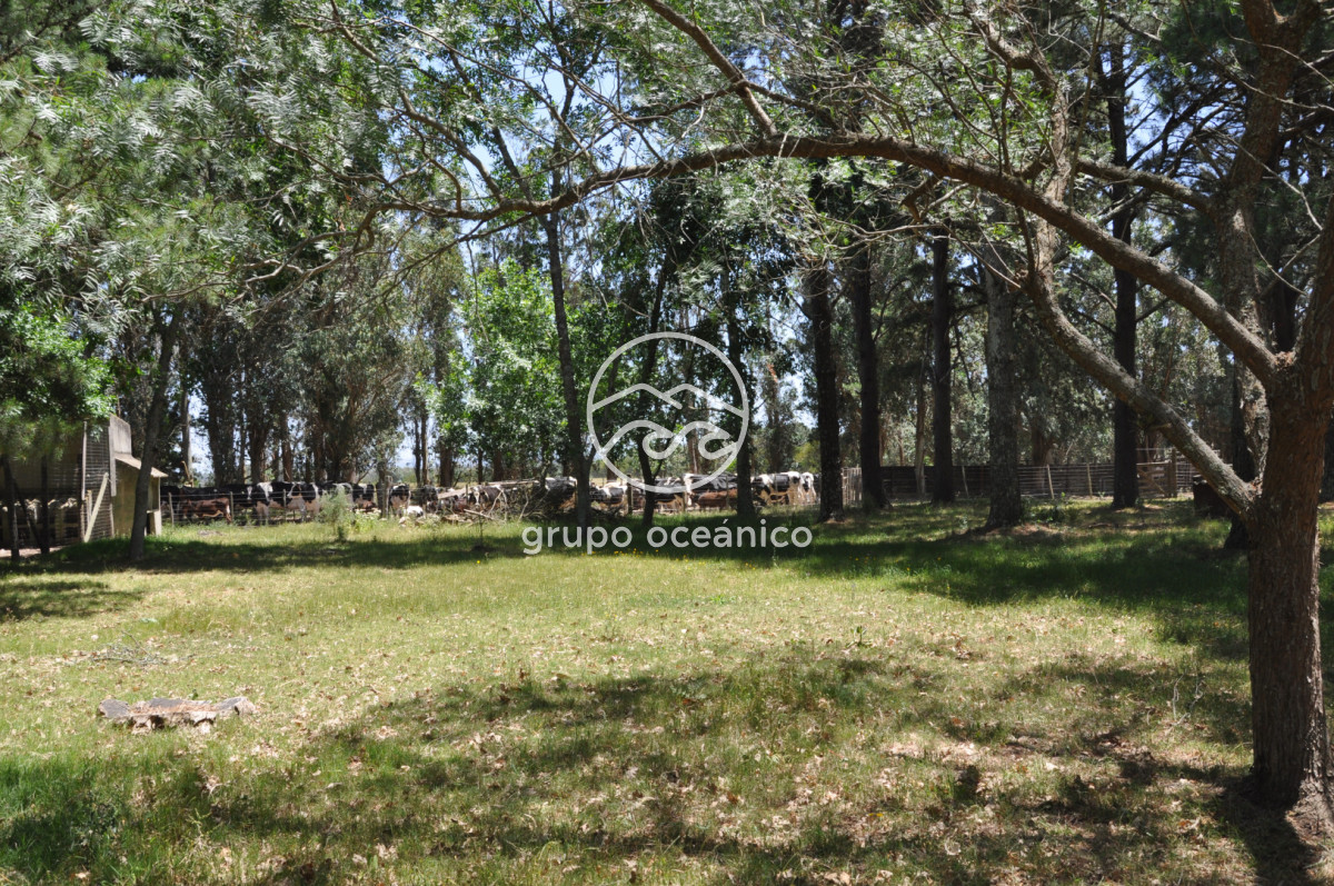 Chacra ID.9 - CHACRA 99 HECTÁREAS EN RINCÓN DE JOSÉ IGNACIO