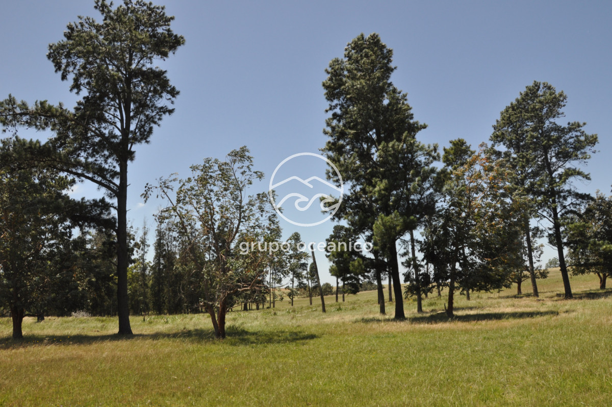 Chacra ID.9 - CHACRA 99 HECTÁREAS EN RINCÓN DE JOSÉ IGNACIO