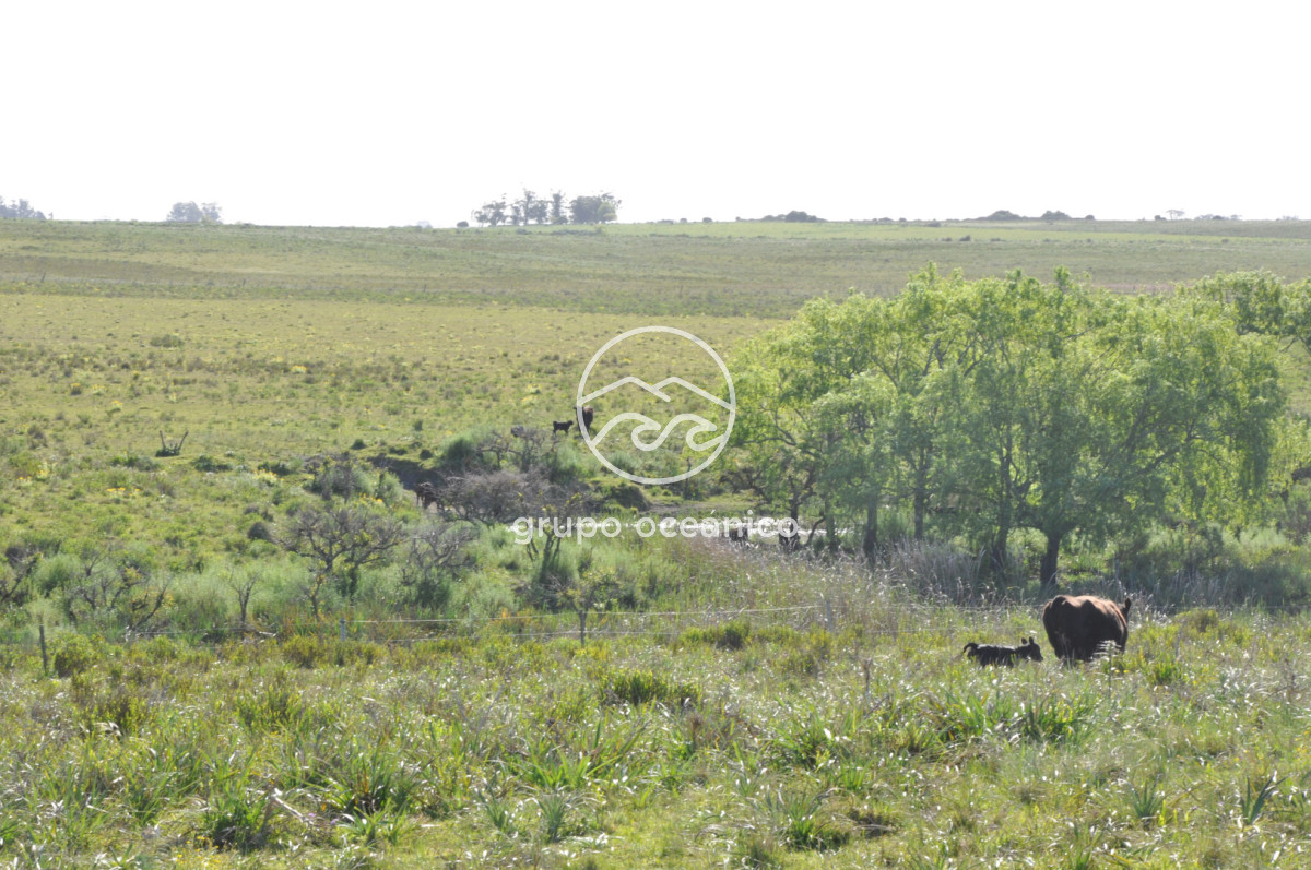 Chacra ID.10 - Chacra 138 hectáreas en Garzón Abajo