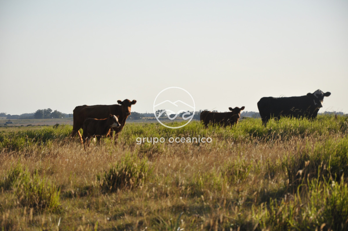 Chacra ID.16 - Chacra 30 hectáreas con construcción a 20 minutos de José Ignacio