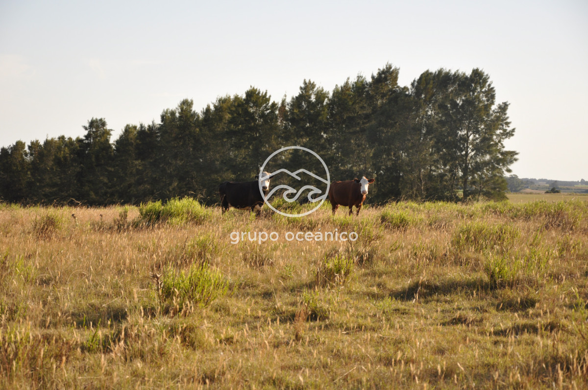 Chacra ID.16 - Chacra 30 hectáreas con construcción a 20 minutos de José Ignacio