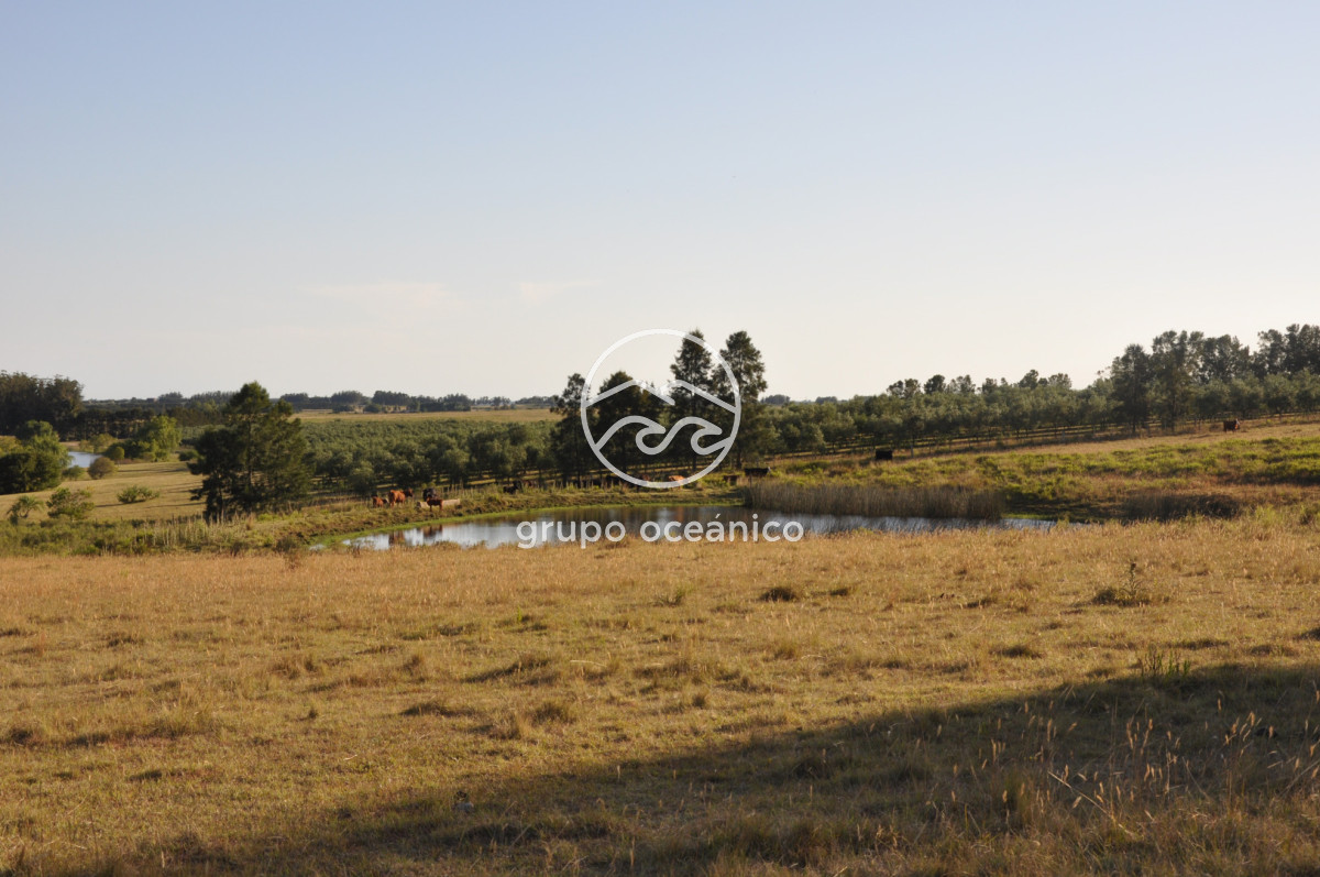 Chacra ID.16 - Chacra 30 hectáreas con construcción a 20 minutos de José Ignacio
