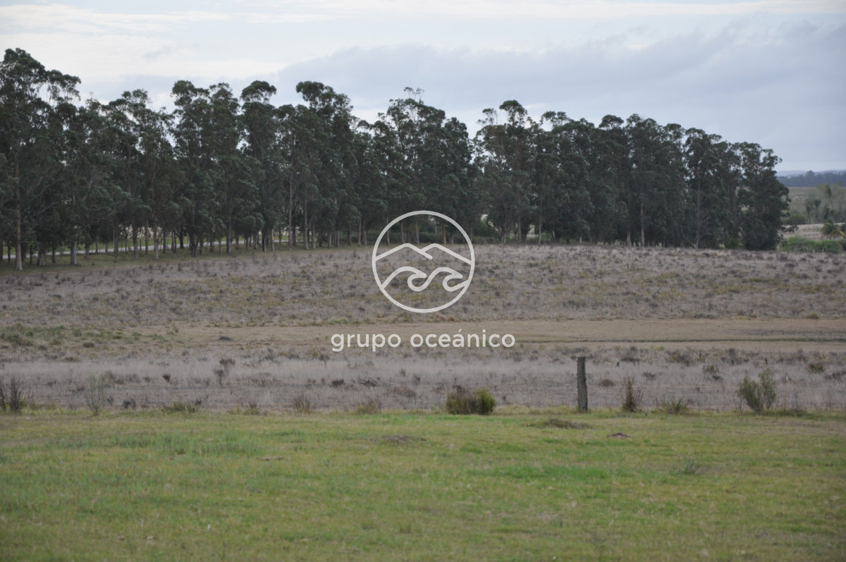 Chacra ID.52 - Chacra con 81 Há en camino a Pueblo Garzón y Ruta 9