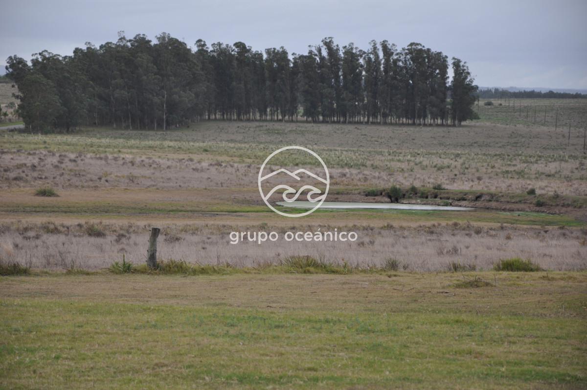 Chacra ID.52 - Chacra con 81 Há en camino a Pueblo Garzón y Ruta 9