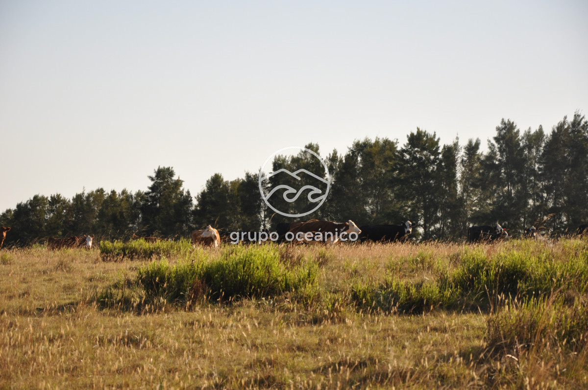 Chacra ID.16 - Chacra 30 hectáreas con construcción a 20 minutos de José Ignacio