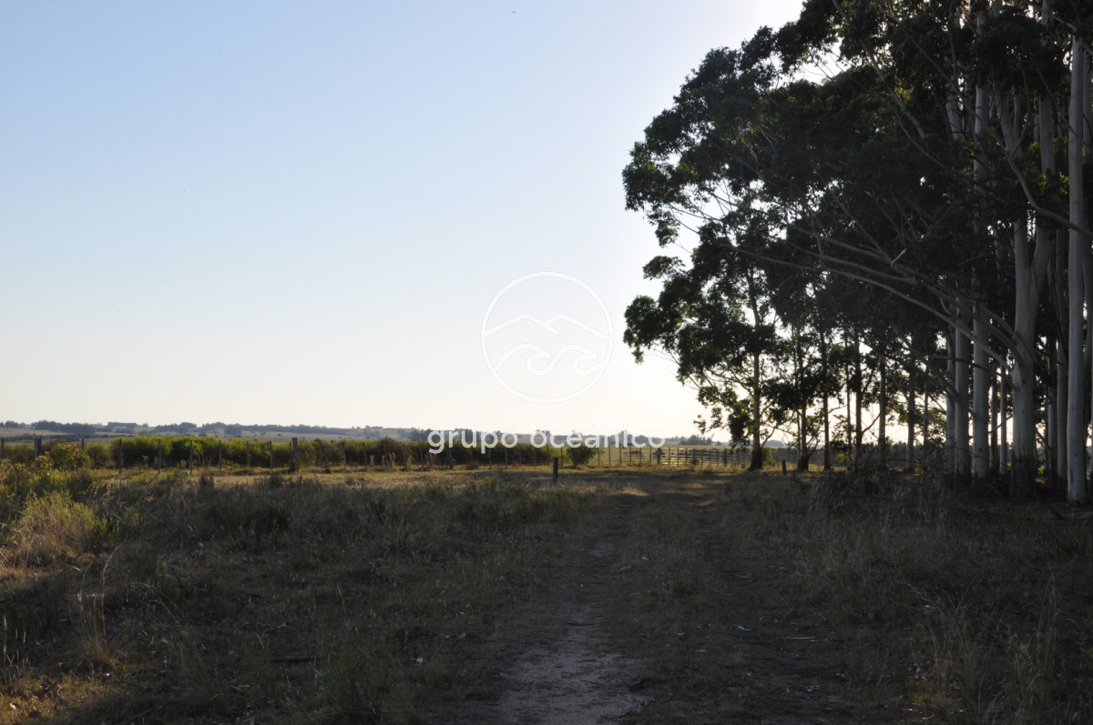 Chacra ID.16 - Chacra 30 hectáreas con construcción a 20 minutos de José Ignacio