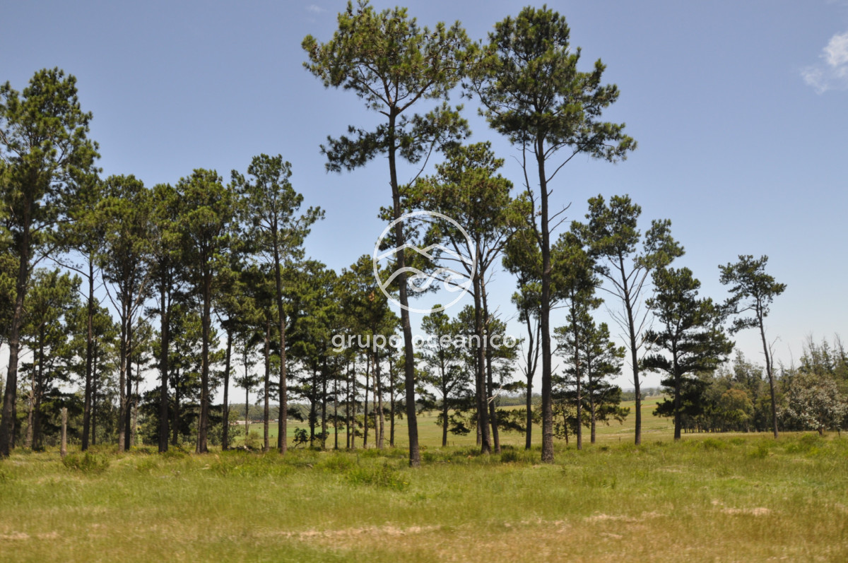 Chacra ID.9 - CHACRA 99 HECTÁREAS EN RINCÓN DE JOSÉ IGNACIO