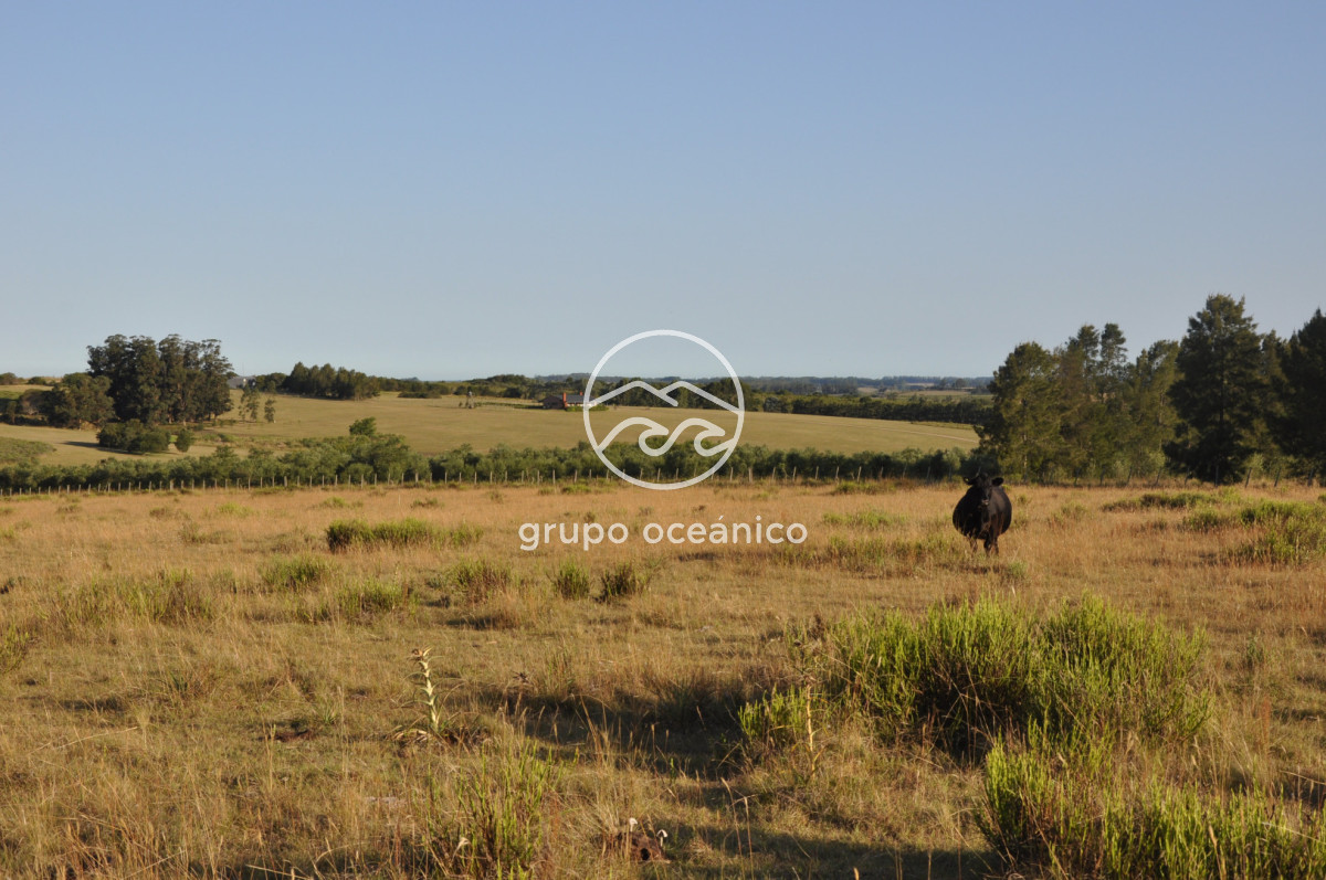 Chacra ID.16 - Chacra 30 hectáreas con construcción a 20 minutos de José Ignacio