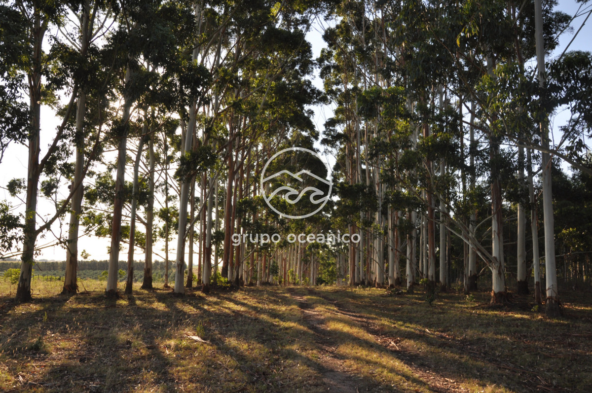 Chacra ID.16 - Chacra 30 hectáreas con construcción a 20 minutos de José Ignacio