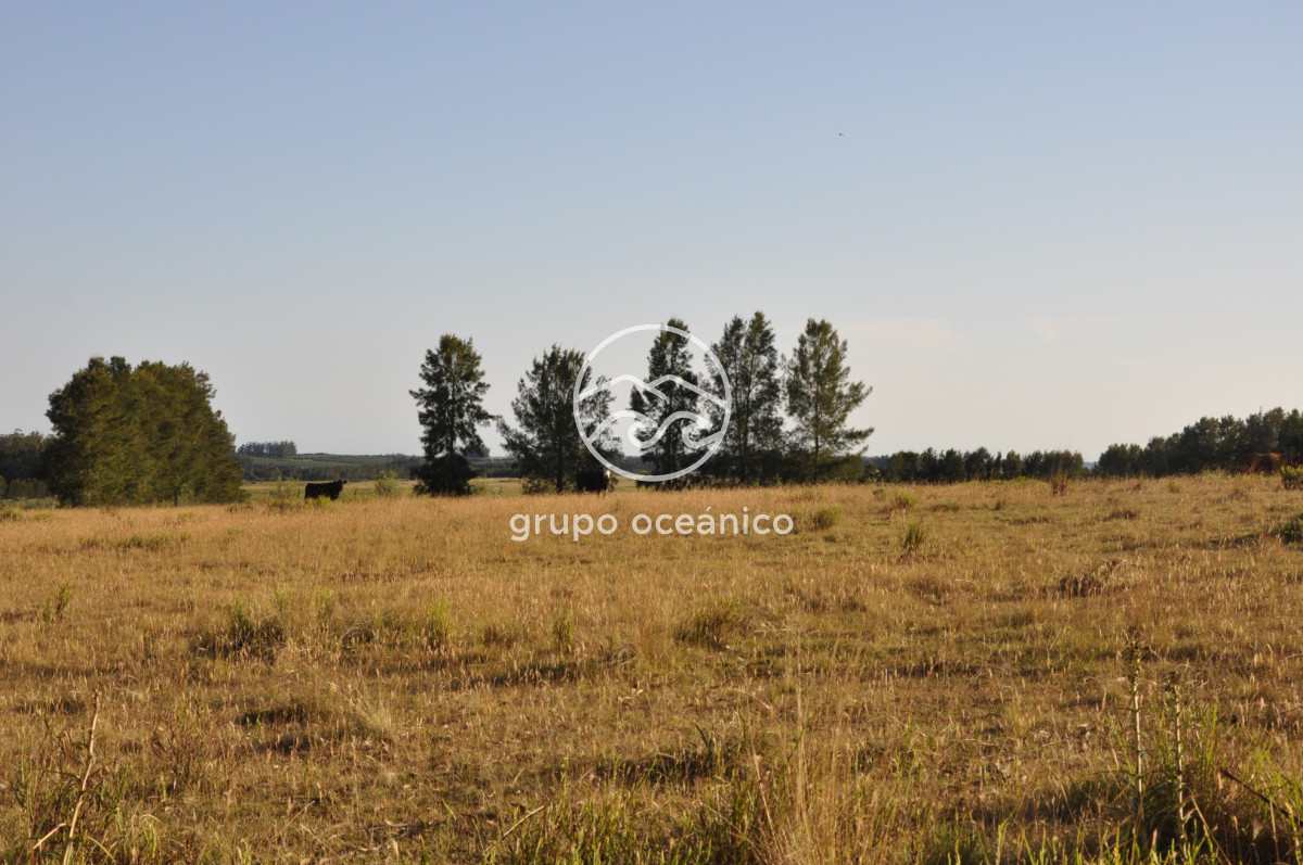Chacra ID.16 - Chacra 30 hectáreas con construcción a 20 minutos de José Ignacio