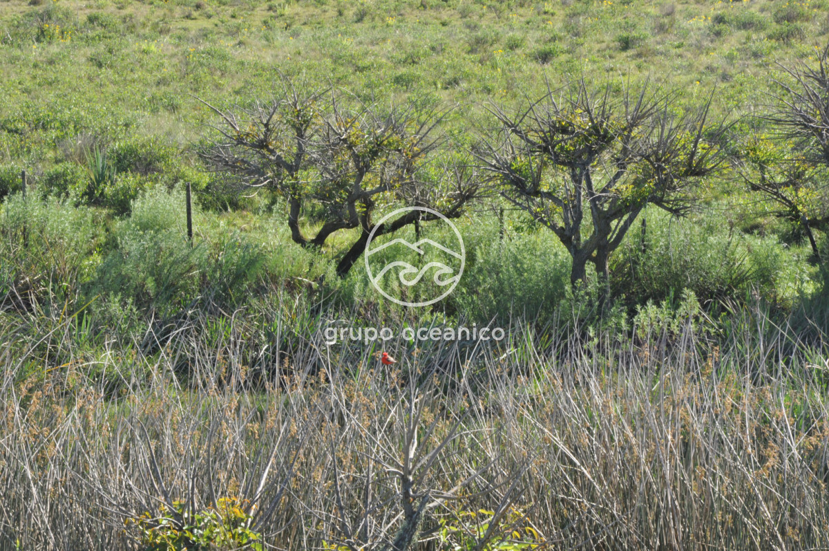 Chacra ID.10 - Chacra 138 hectáreas en Garzón Abajo