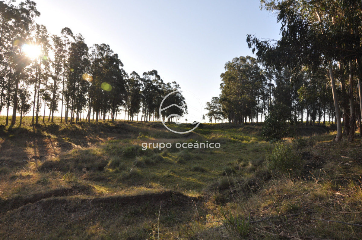 Chacra ID.16 - Chacra 30 hectáreas con construcción a 20 minutos de José Ignacio
