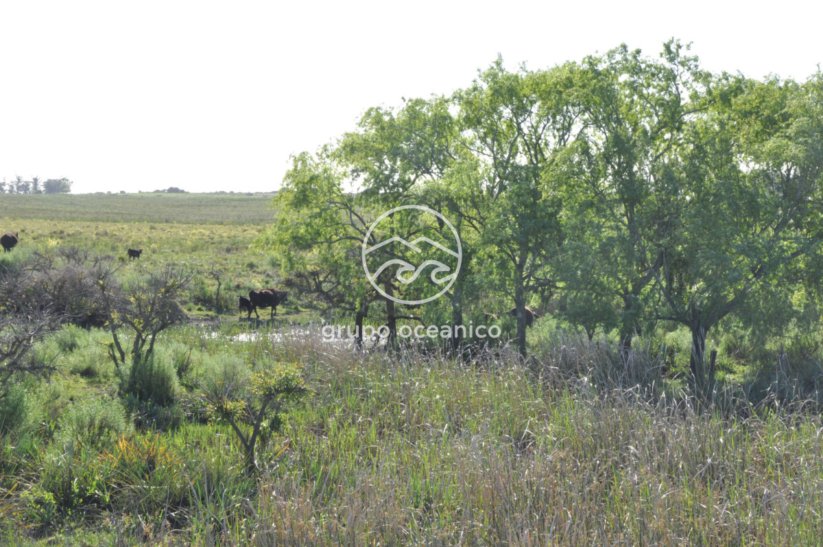 Chacra ID.10 - Chacra 138 hectáreas en Garzón Abajo