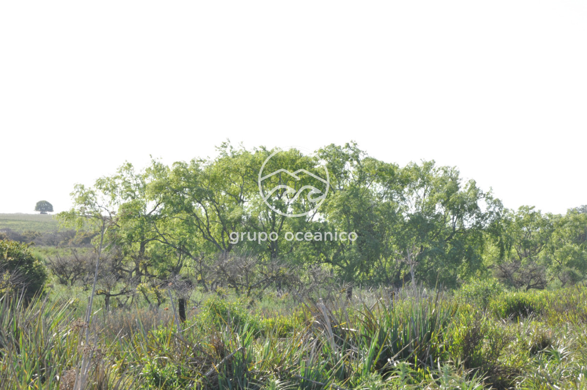 Chacra ID.10 - Chacra 138 hectáreas en Garzón Abajo