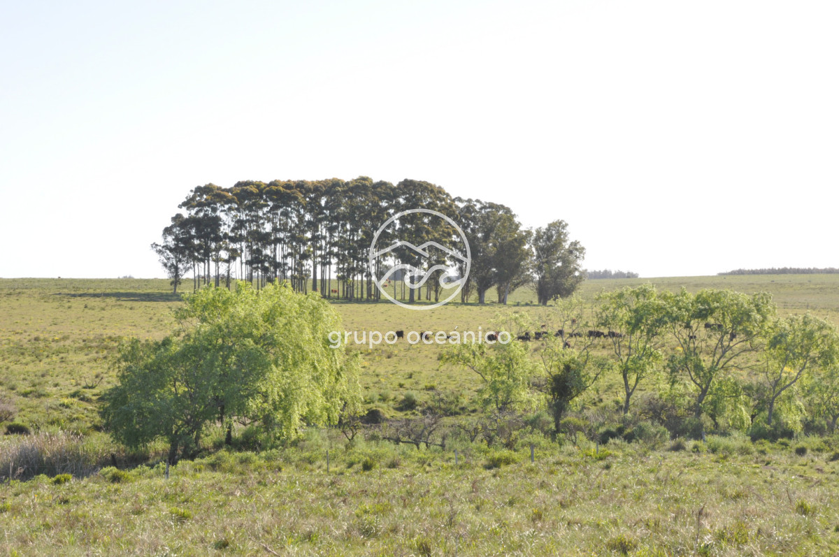 Chacra ID.10 - Chacra 138 hectáreas en Garzón Abajo