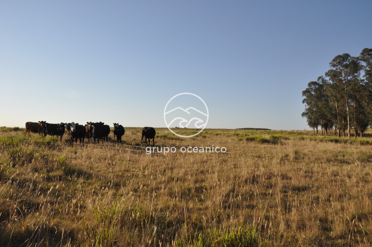 Chacra ID.16 - Chacra 30 hectáreas con construcción a 20 minutos de José Ignacio