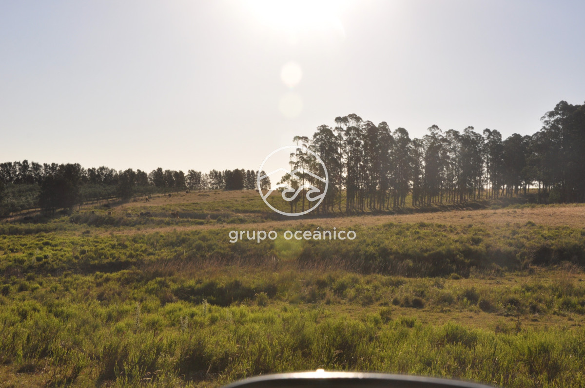 Chacra ID.16 - Chacra 30 hectáreas con construcción a 20 minutos de José Ignacio