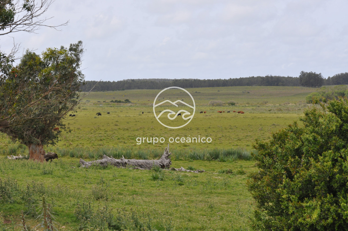 Campo Ref.89 - Campo 280 há sobre Laguna Garzón Área Protegida