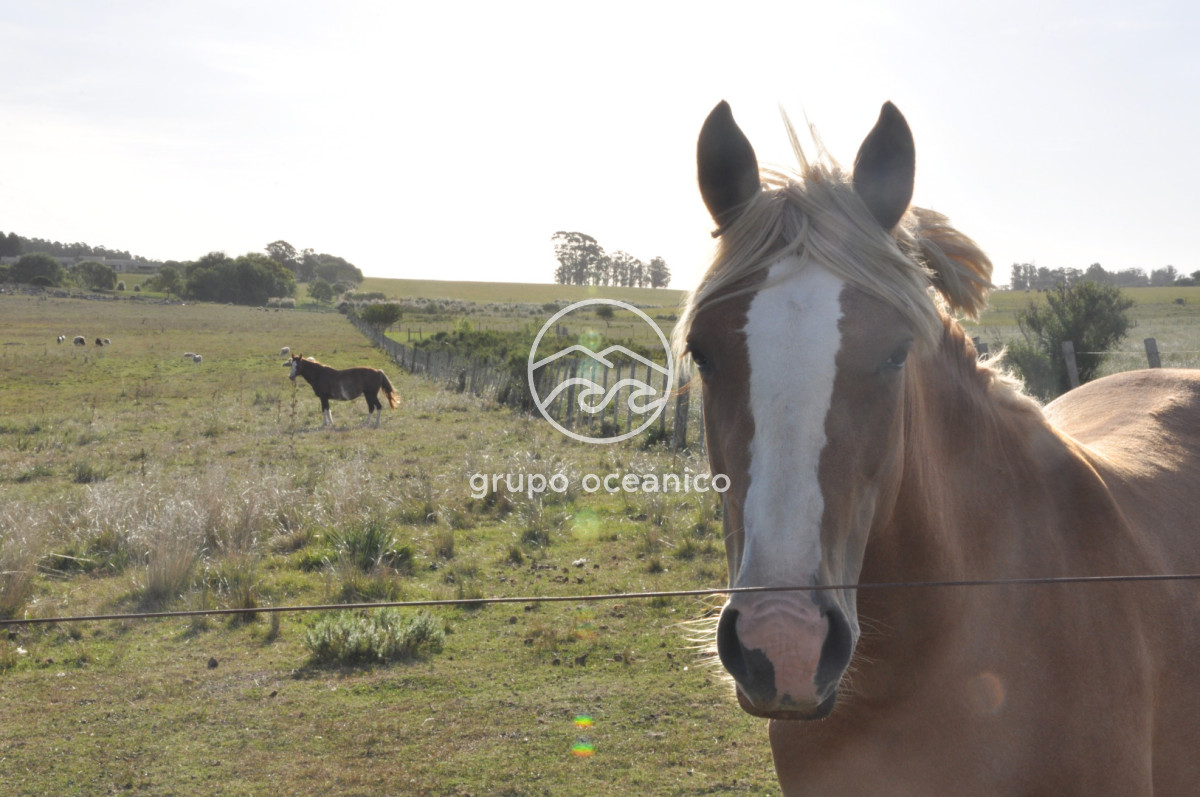 Campo Ref.41 - Campo a orillas de la Laguna de José Ignacio
