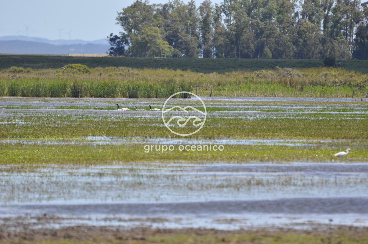 Campo Ref.89 - Campo 280 há sobre Laguna Garzón Área Protegida