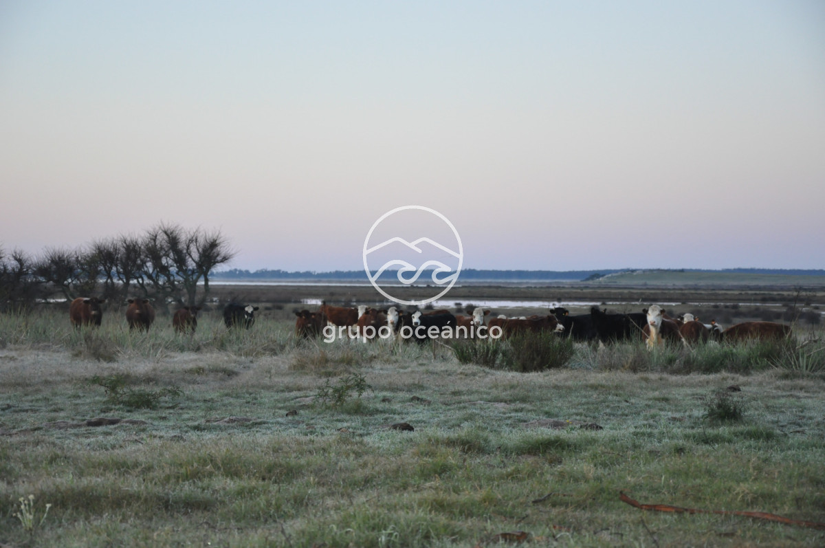 Campo Ref.88 - Campo 91 há sobre Laguna de José Ignacio