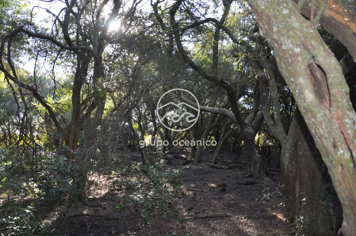 Campo Ref.2 - Campo de 50 hectáreas en Rincón de José Ignacio