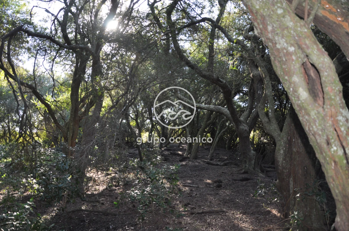 Campo Ref.2 - Campo de 50 hectáreas en Rincón de José Ignacio