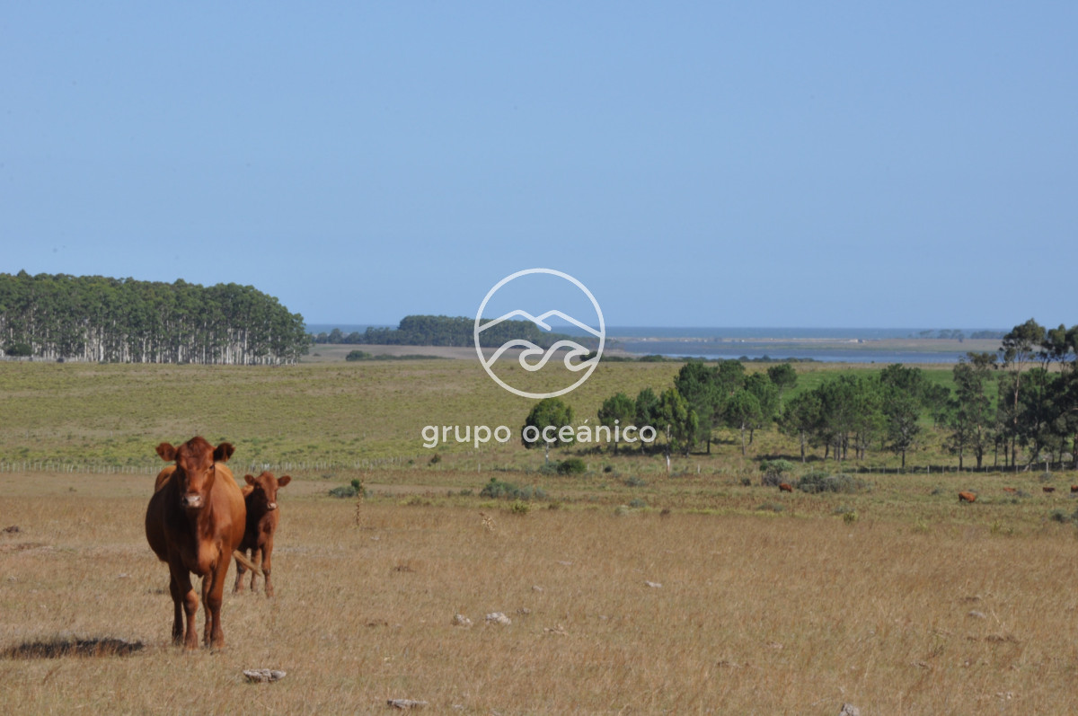 Campo Ref.44 - Campo con instalaciones y casas en Ruta 9 y camino Anastasio