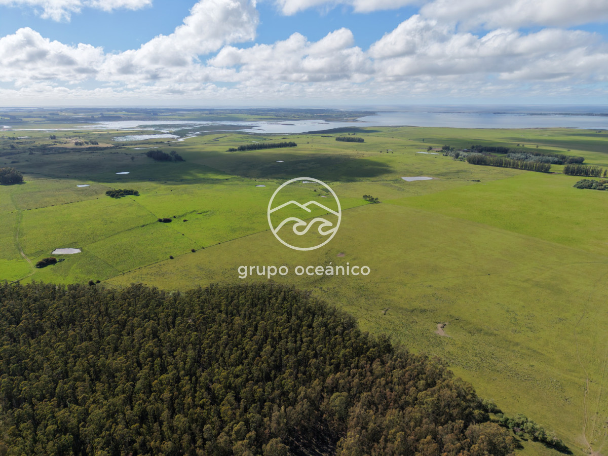 Campo Ref.2 - Campo de 50 hectáreas en Rincón de José Ignacio