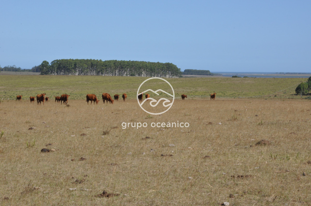 Campo Ref.44 - Campo con instalaciones y casas en Ruta 9 y camino Anastasio