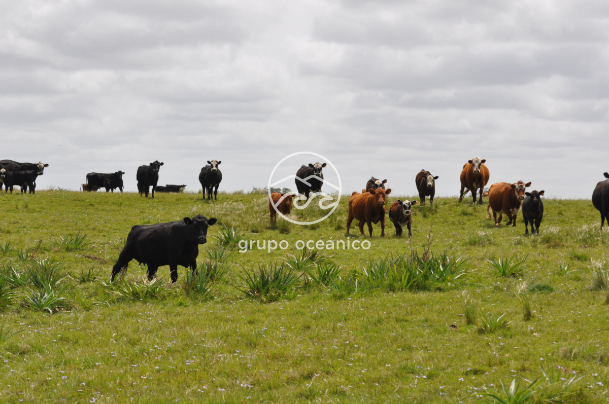 Campo Ref.89 - Campo 280 há sobre Laguna Garzón Área Protegida