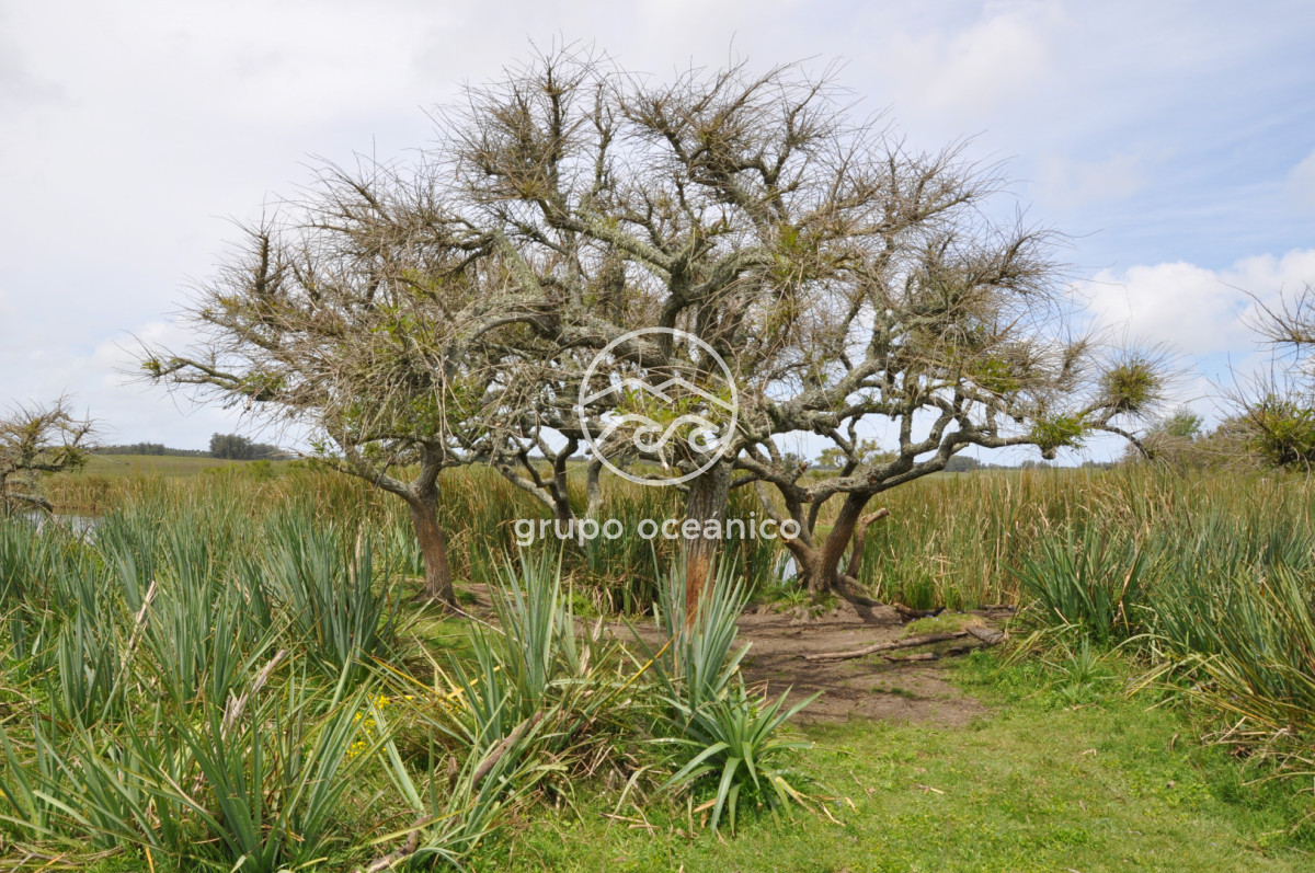 Campo Ref.89 - Campo 280 há sobre Laguna Garzón Área Protegida