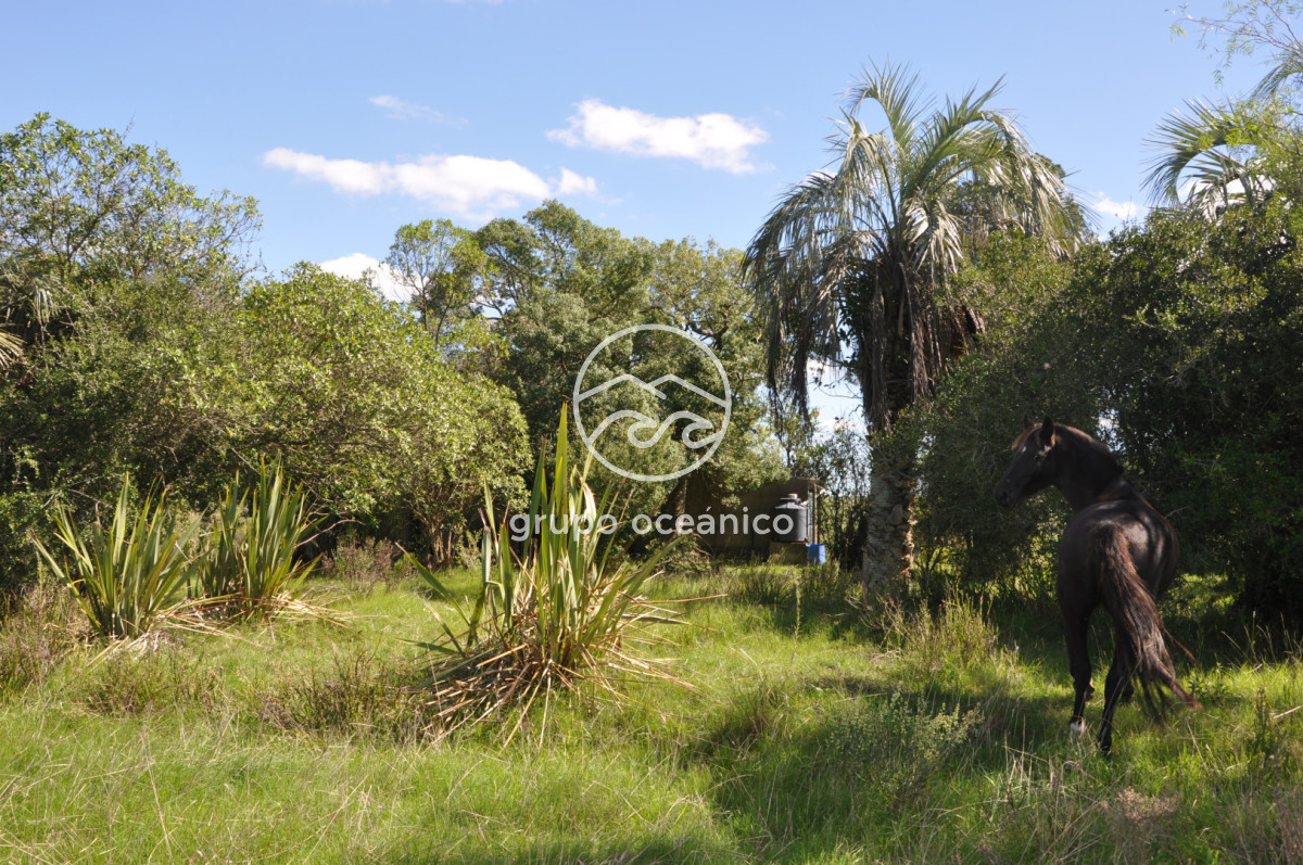 Campo Ref.53 - Campo Rocha Ruta 9 Km 196