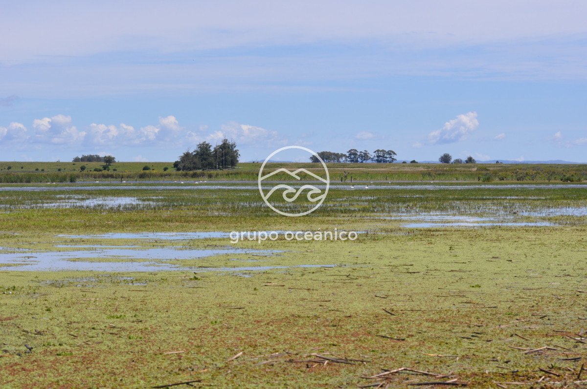 Campo Ref.89 - Campo 280 há sobre Laguna Garzón Área Protegida