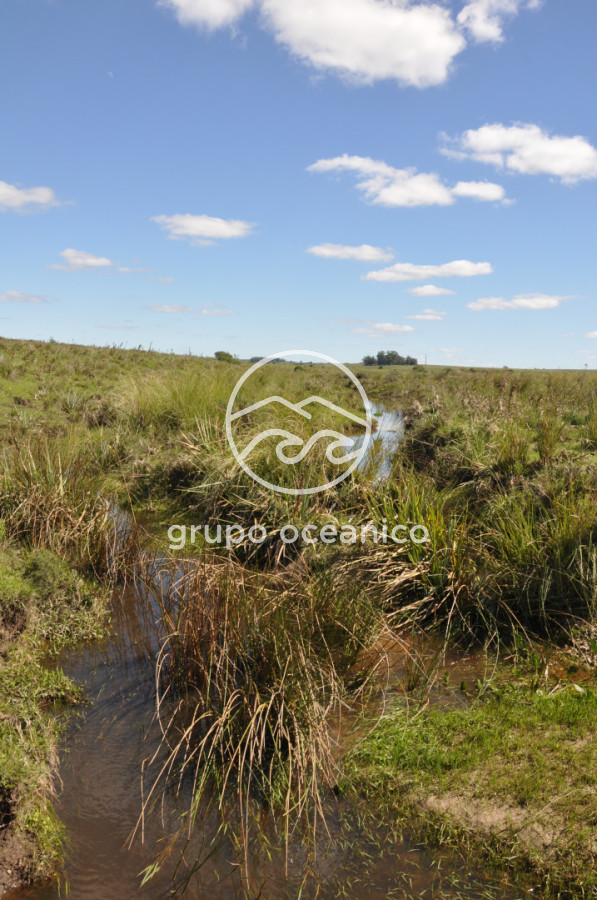 Campo Ref.53 - Campo Rocha Ruta 9 Km 196