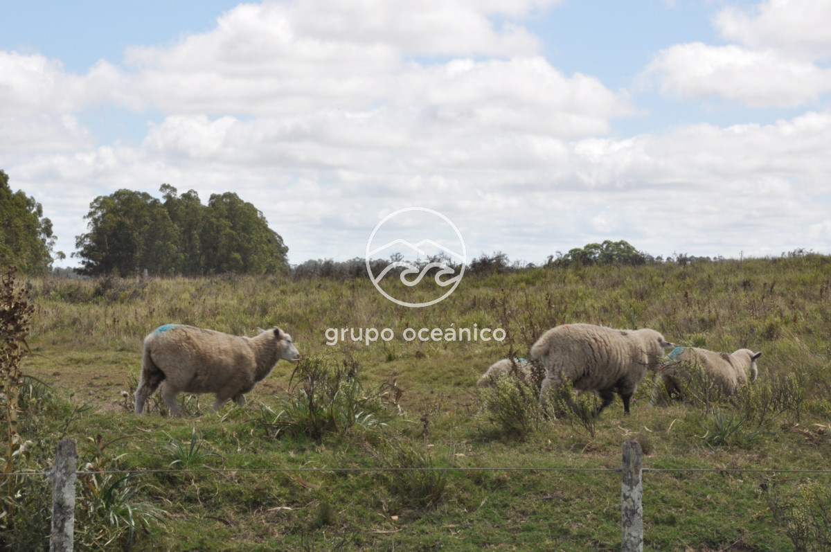 Campo Ref.36 - Campo en Camino las Garzas y Ruta 9  360 Ha ideal para fraccionamiento de chacras