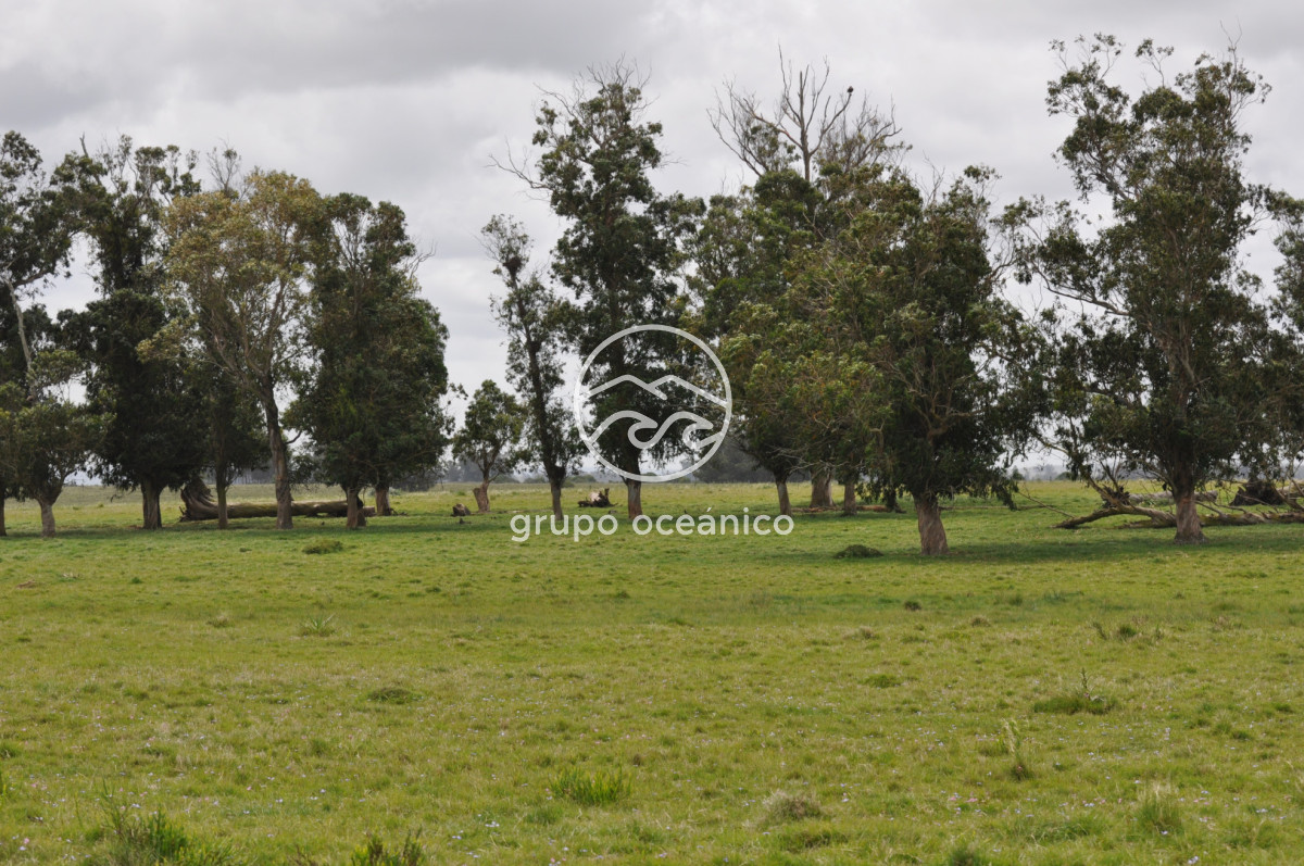 Campo Ref.89 - Campo 280 há sobre Laguna Garzón Área Protegida