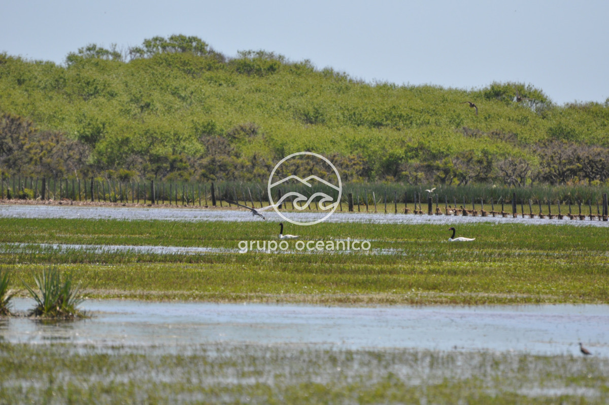 Campo Ref.89 - Campo 280 há sobre Laguna Garzón Área Protegida