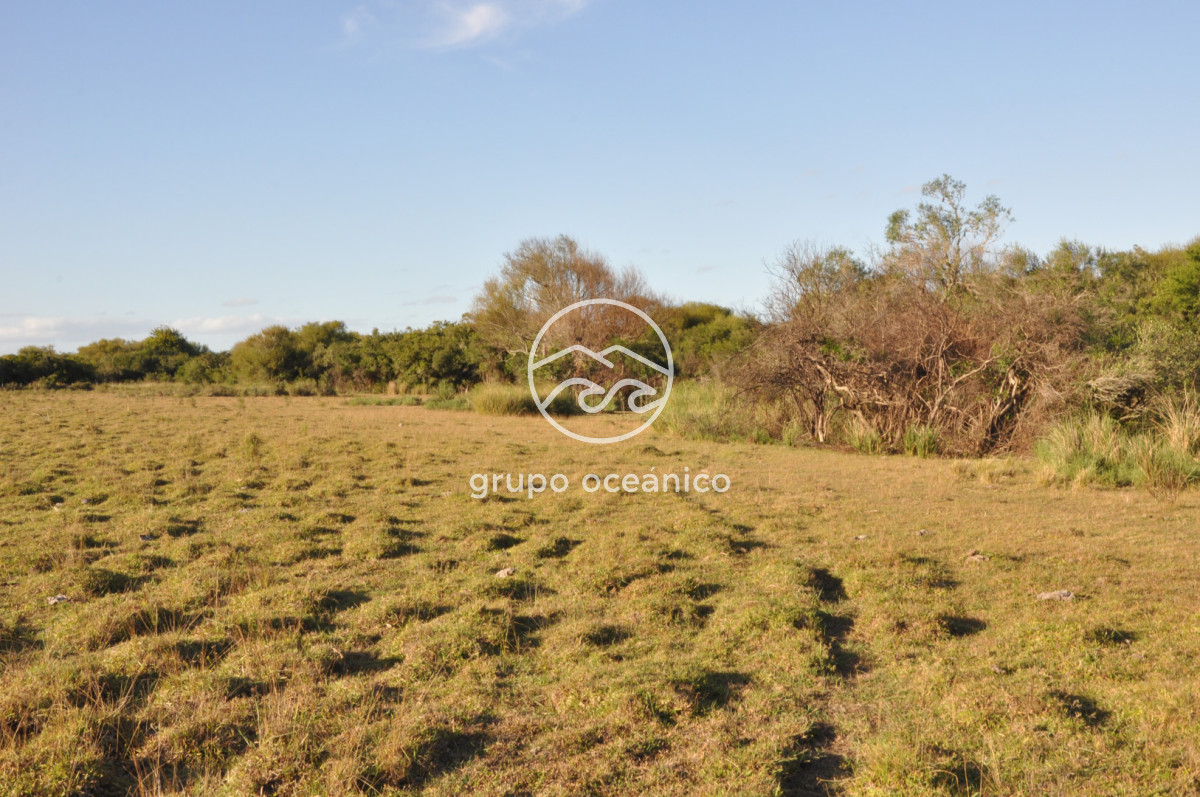 Campo Ref.49 - Campo 9,5 Há en paso de Tigre y Ruta 9