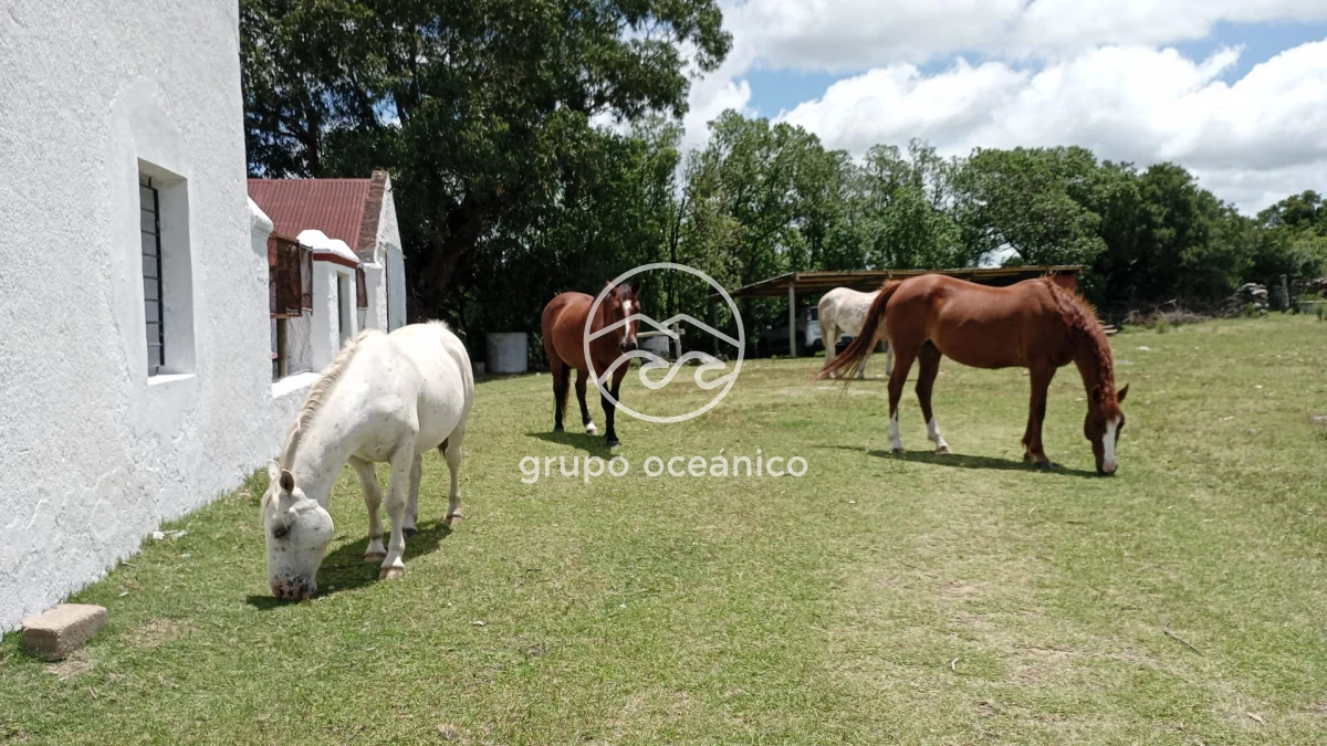 Campo Ref.8 - Campo 77 hectáreas en Ruta 39