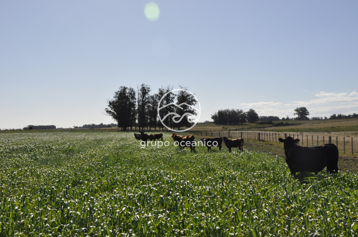 Campo Ref.18 - Campo en camino vecinal y Ruta 9 Zona Bodega Oceánica