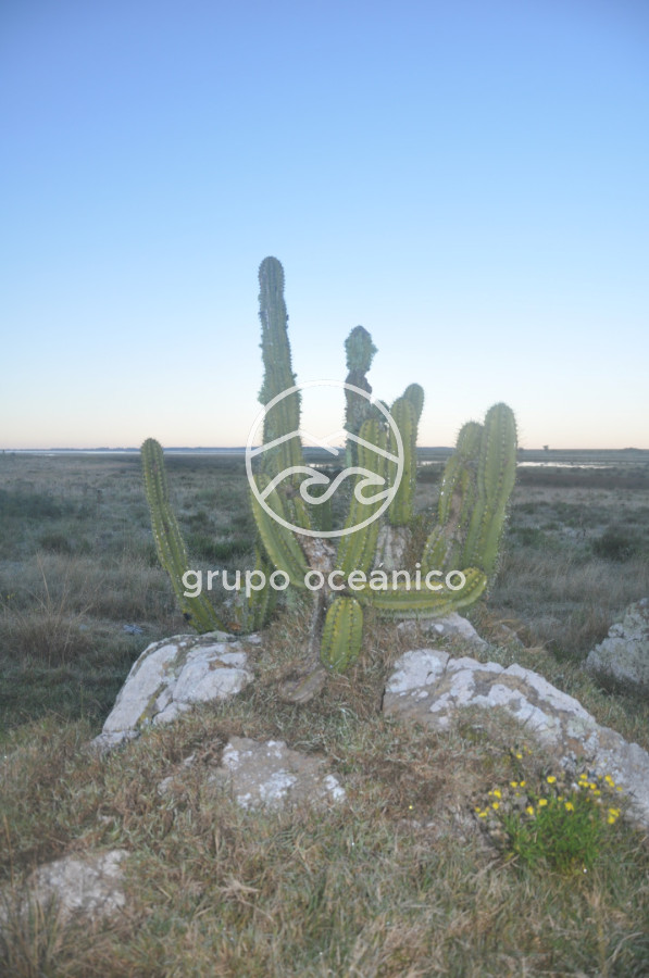 Campo Ref.88 - Campo 91 há sobre Laguna de José Ignacio