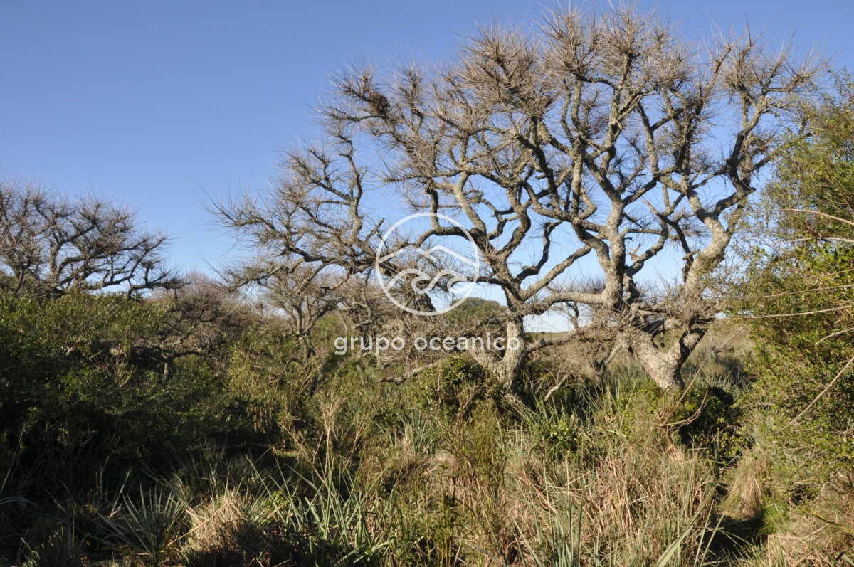 Campo Ref.2 - Campo de 50 hectáreas en Rincón de José Ignacio
