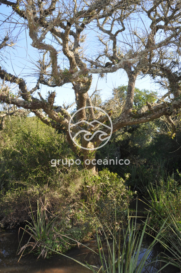 Campo Ref.2 - Campo de 50 hectáreas en Rincón de José Ignacio