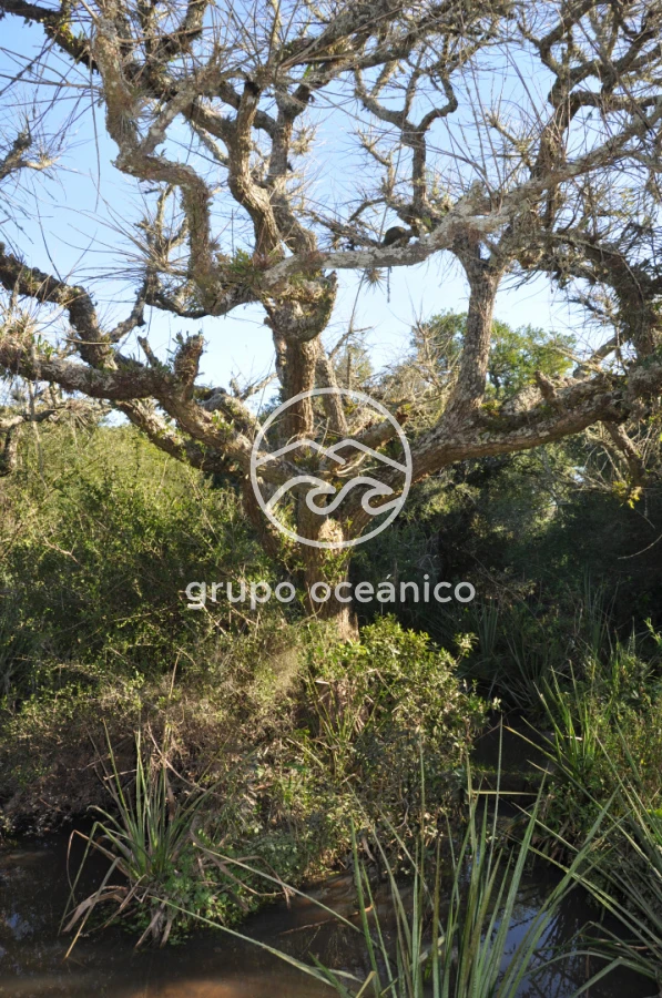 Campo Ref.2 - Campo de 50 hectáreas en Rincón de José Ignacio