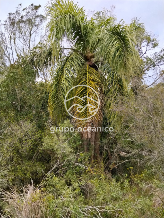 Campo Ref.92 - Campo 4 +3 há Paso de la Cantera 