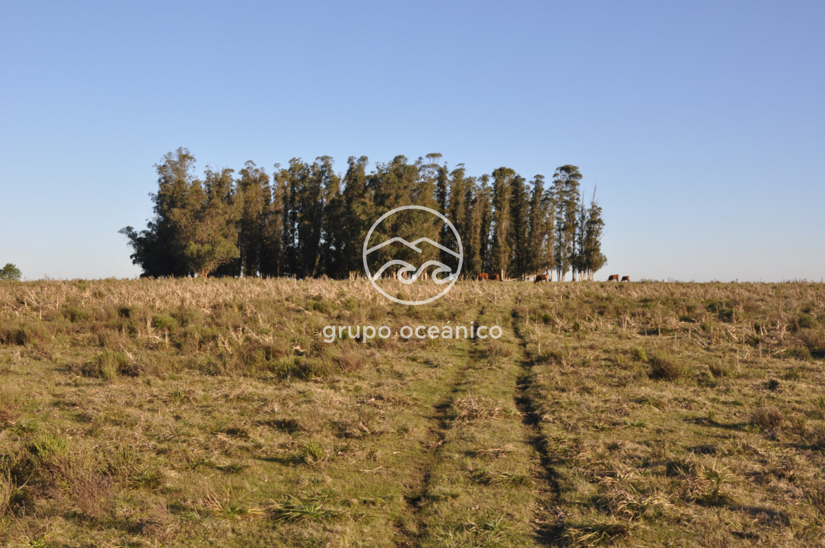 Campo Ref.3 - Campo de 39 hectáreas en Rincón de José Ignacio