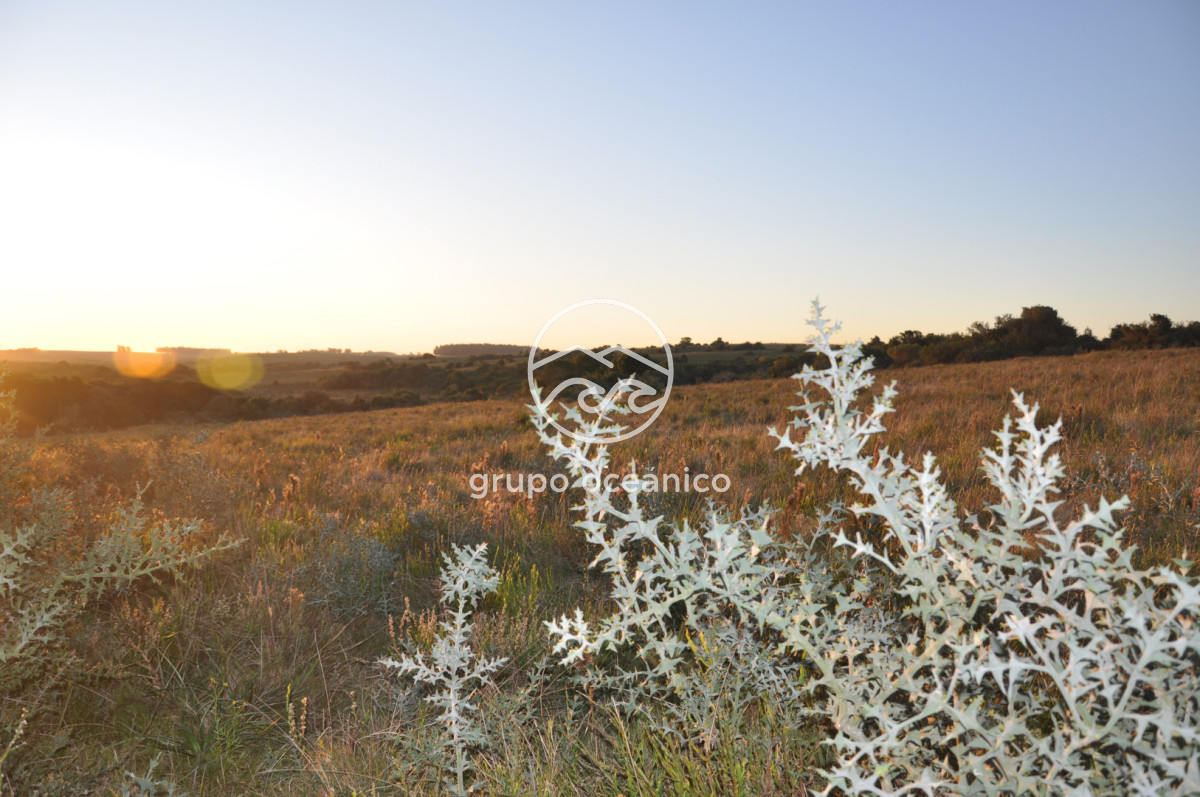 Campo Ref.4 - P 20673 Ruta 9 José Ignacio